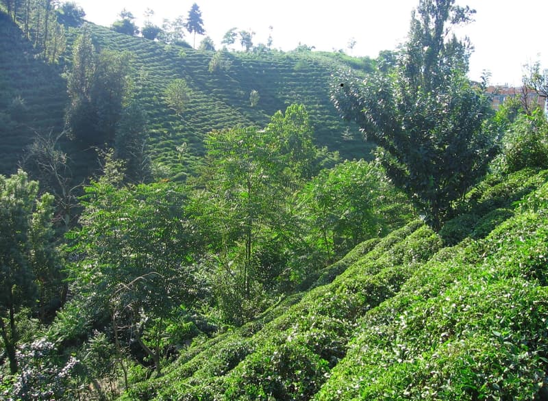 Rize — çay bahçeleri